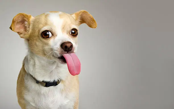 Photo of Chihuahua Sticks Big Tongue Out