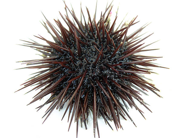 A photo of a black, spikey sea urchin on a white background sea urchin close-up on white background sea urchin stock pictures, royalty-free photos & images