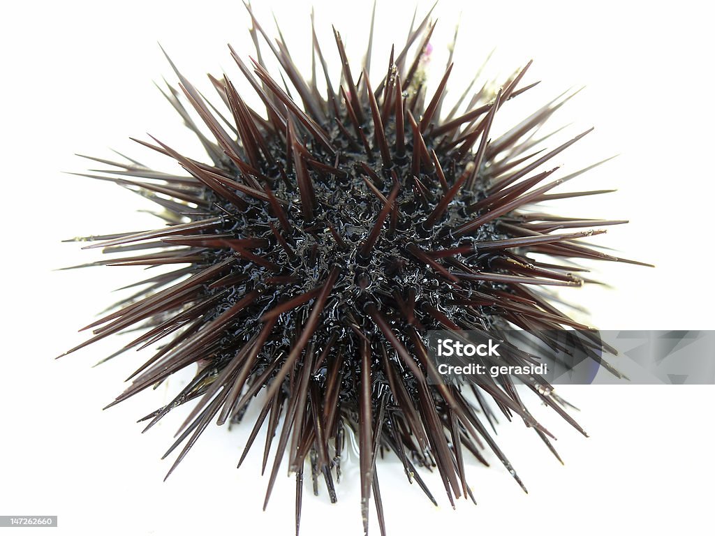 Море urchin - Стоковые фото Морской ёж роялти-фри