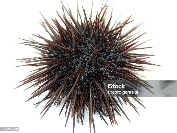 Море Urchin — стоковые фотографии и другие картинки Морской ёж - Морской ёж, Море, Без людей