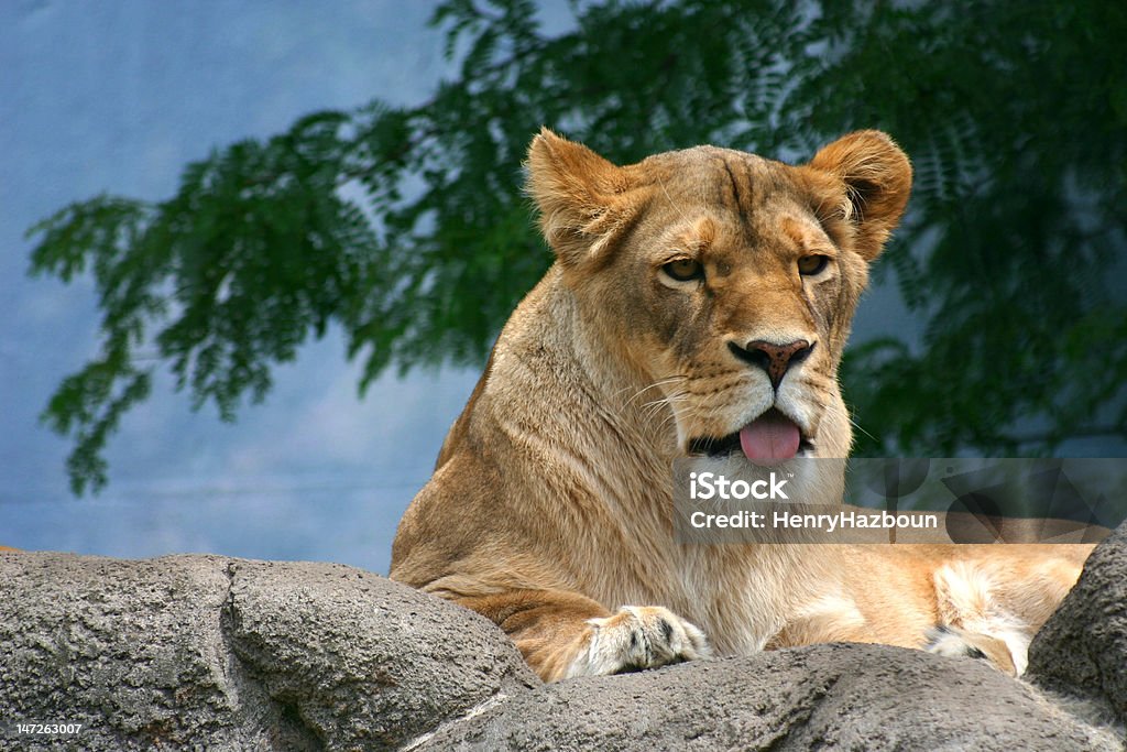 Leoa Arfar - Royalty-free Animal Foto de stock