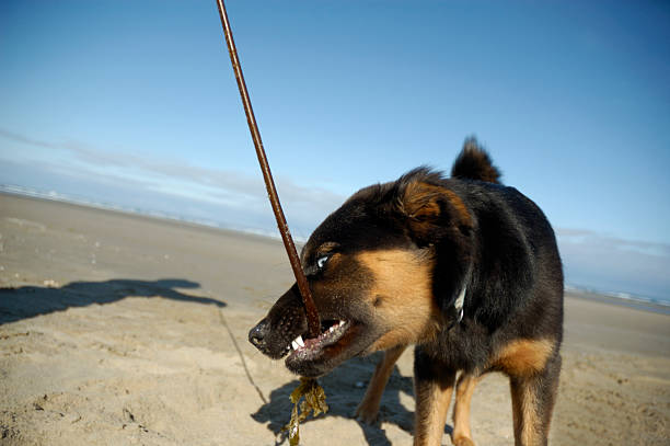 Dog Beach stock photo