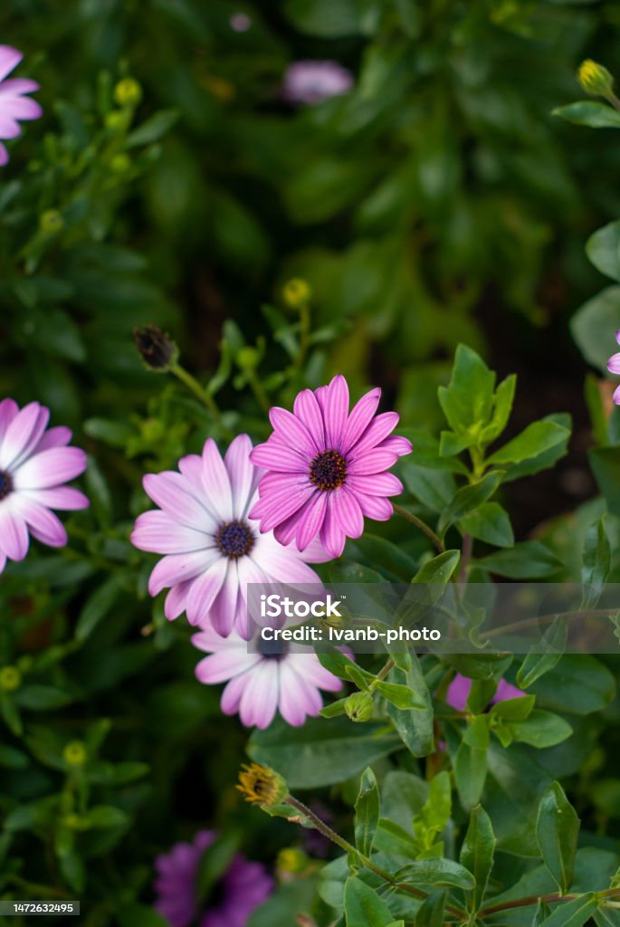 Dimorphotheca ecklonis, beautiful purple flower. Agricultural Field Stock Photo