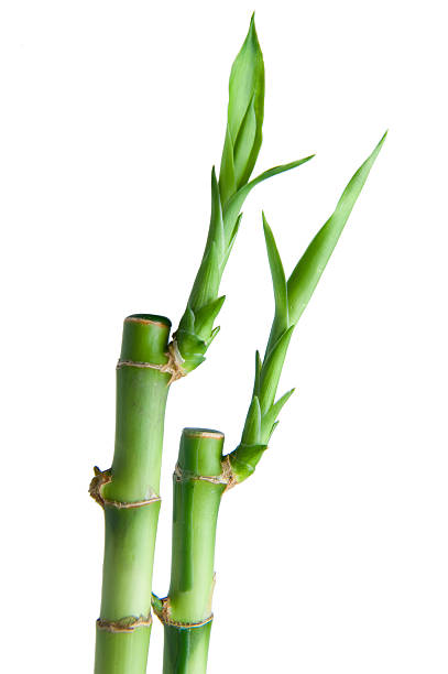 istock Lucky bamboo leaves and cane 147263330