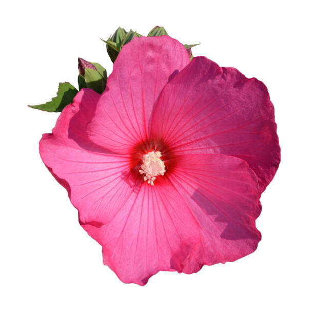 istock Pink hibiscus moscheutos flower isolated on white background 1472633343