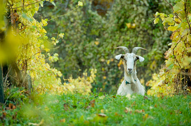 Goat in the vineyard stock photo