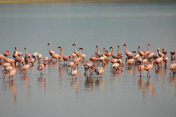 istock Pink Flamingoes 147263374