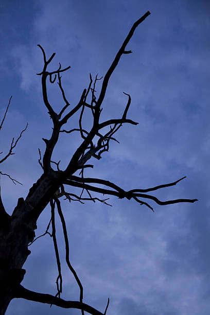 istock Silhouette of a tree at night 147263532