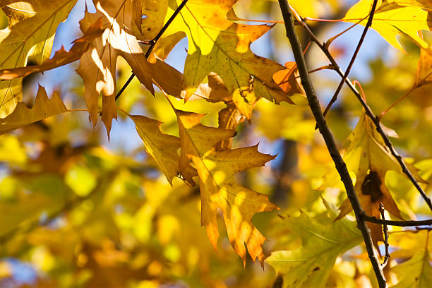 Autumn leaves stock photo