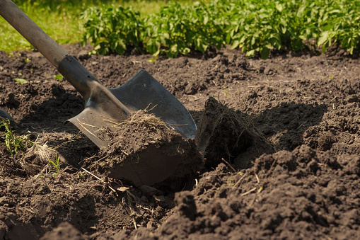Farming garden work farm soil digging in garden spade soil shovel digging spade the earth. Shoveling dirt. Garden shovel in ground loosen soil preparation. Backyard gardening tools. Planting. Loosen