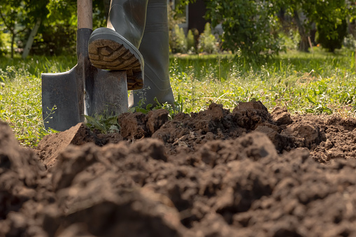 Farmer digging in garden spade soil shovel digging spade grass. Gardener digging soil preparation. Man shoveling dirt shovel in ground. Gardening. Tillage. Farming garden work in rubber boots farm