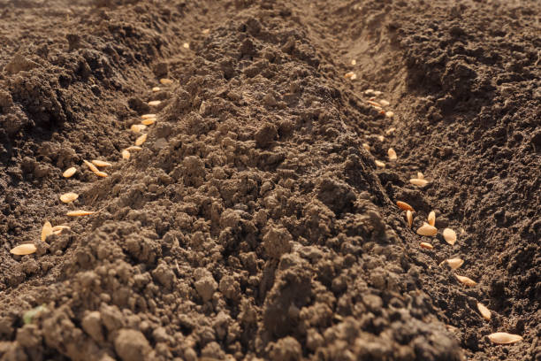 seedbed. furrow. planting crops sowing field arable land. seeds in open ground plowed land. rows seed sowing season planting seeds soil ground earth field plow. arable farming. fertile soil background - seedbed imagens e fotografias de stock