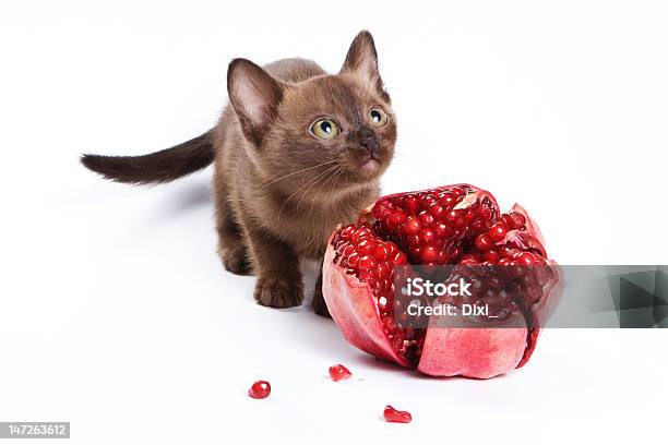 Filhote De Gato Birmanês Em Fundo Branco - Fotografias de stock e mais imagens de Aberto - Aberto, Alimentação Saudável, Animal