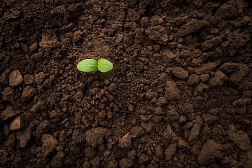 Green sprout soil plant ground earth day. Vegetable seedling sprout cucumber seedling soil ground sapling grow organic soil background. Sapling young plant seedling growing sprout plant growing nature