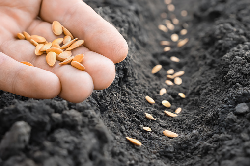 Planting farmer hand soil sowing seeds closeup. Farm hand seeds soiled hands gardener sowing season. farm soil garden earth ground. Agriculture farm garden seed planting soil rows crops. Melon. Furrow