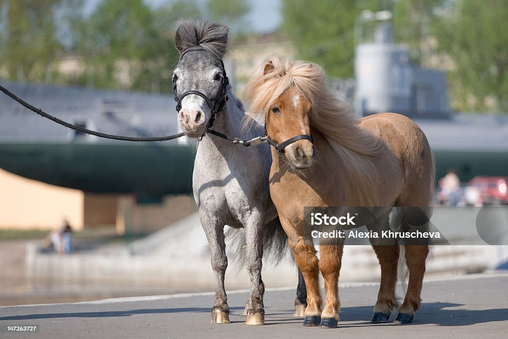 Due mini ponys sulla arginamento - Foto stock royalty-free di Acetosa