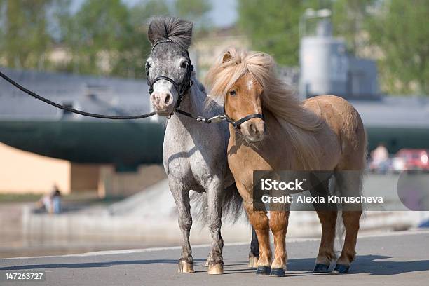 Due Mini Ponys Sulla Arginamento - Fotografie stock e altre immagini di Acetosa - Acetosa, Ambientazione esterna, Cavallo - Equino