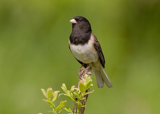 Dark-eyed Junco - Oregon stock photo