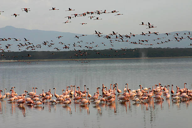 istock Pink Flamingoes 147263753