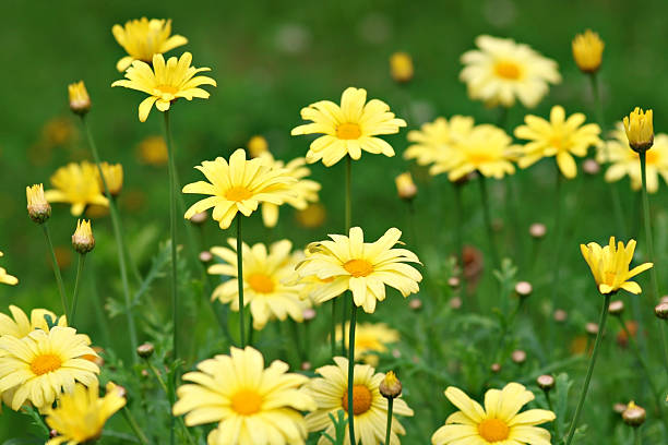istock Lots of yellow marguerites 147263809