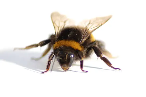 Photo of Bumble Bee Macro
