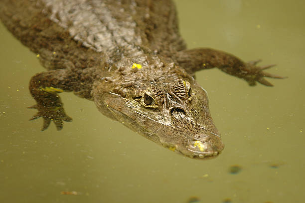 Chinese Alligator A endangered Chinese alligator floating in a green colored water. chinese alligator alligator sinensis stock pictures, royalty-free photos & images