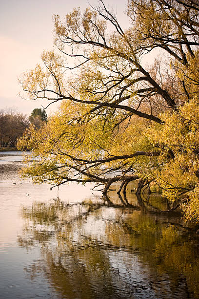 Beautiful tree stock photo