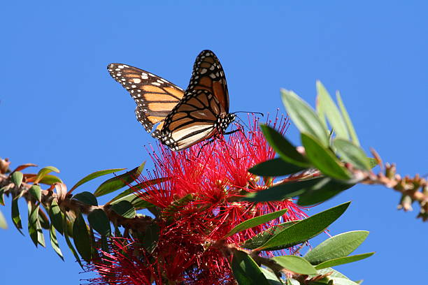 Monarch-Schmetterling auf Blume mit blauer Himmel Hintergrund – Foto