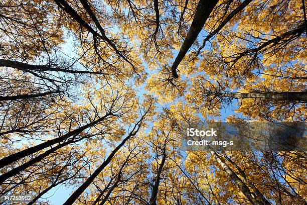 Crones Von Bäumen Stockfoto und mehr Bilder von Ast - Pflanzenbestandteil - Ast - Pflanzenbestandteil, Baum, Blatt - Pflanzenbestandteile