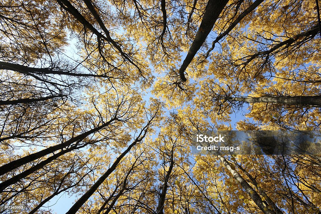 Crones de árboles - Foto de stock de Aire libre libre de derechos