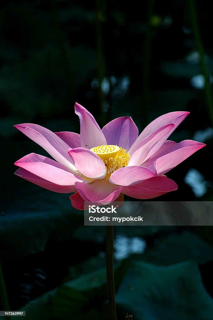 Pink lotus - Lizenzfrei Baumblüte Stock-Foto