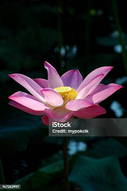 Pink Lotus Stockfoto und mehr Bilder von Baumblüte - Baumblüte, Blatt - Pflanzenbestandteile, Blume