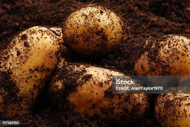 갓 Dug 새로운 감자 0명에 대한 스톡 사진 및 기타 이미지 - 0명, 농업, 사진-이미지