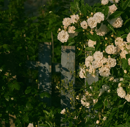 Wooden fence and white roses with green leaves.