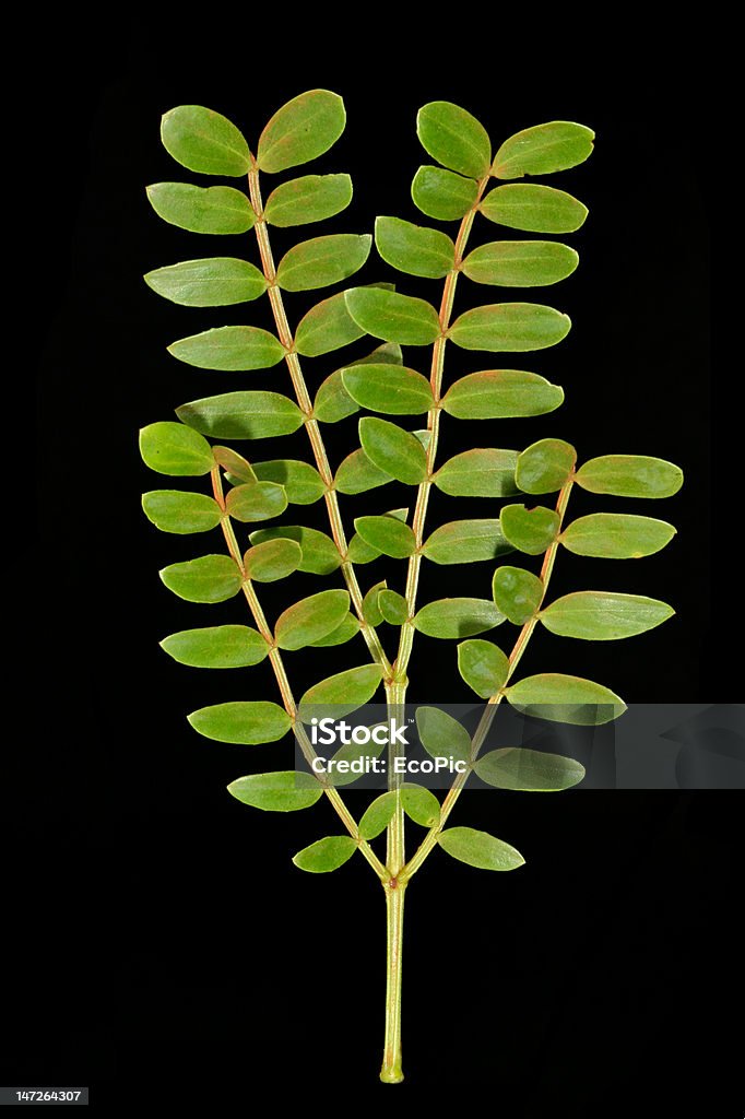 Acacia leaf Leaf of an African Acacia tree against a black background Acacia Tree Stock Photo