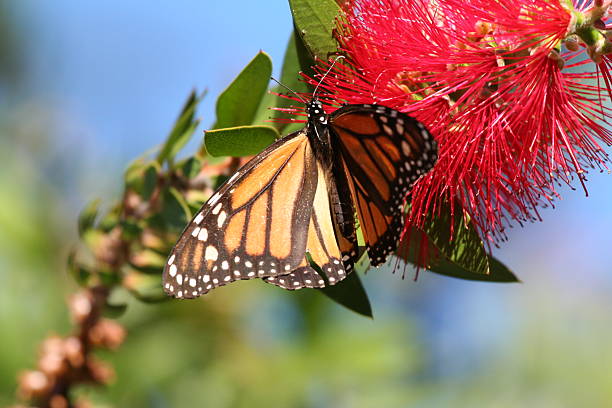 Monarch-Schmetterling auf Blume in Kalifornien – Foto