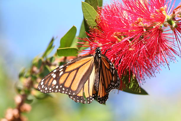 istock Monarch butterfly on red flower 147264353