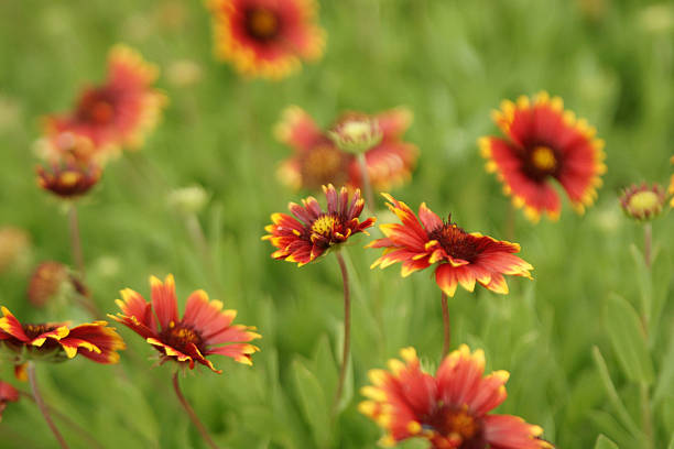 Fleurs battu par le vent - Photo