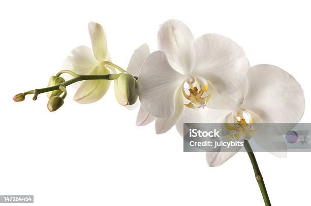 Orchidee Dendrobium Isolato Su Sfondo Bianco - Fotografie stock e altre immagini di Bellezza naturale - Bellezza naturale, Bianco, Botanica