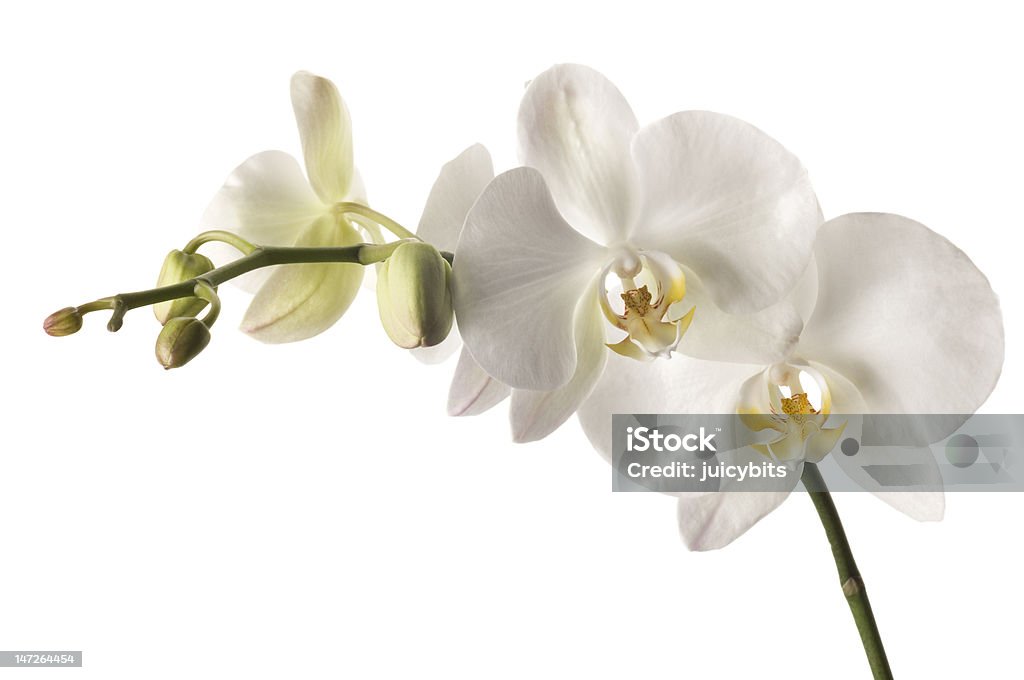 dendrobium Orquídea isolado no fundo branco. - Royalty-free Beleza natural Foto de stock