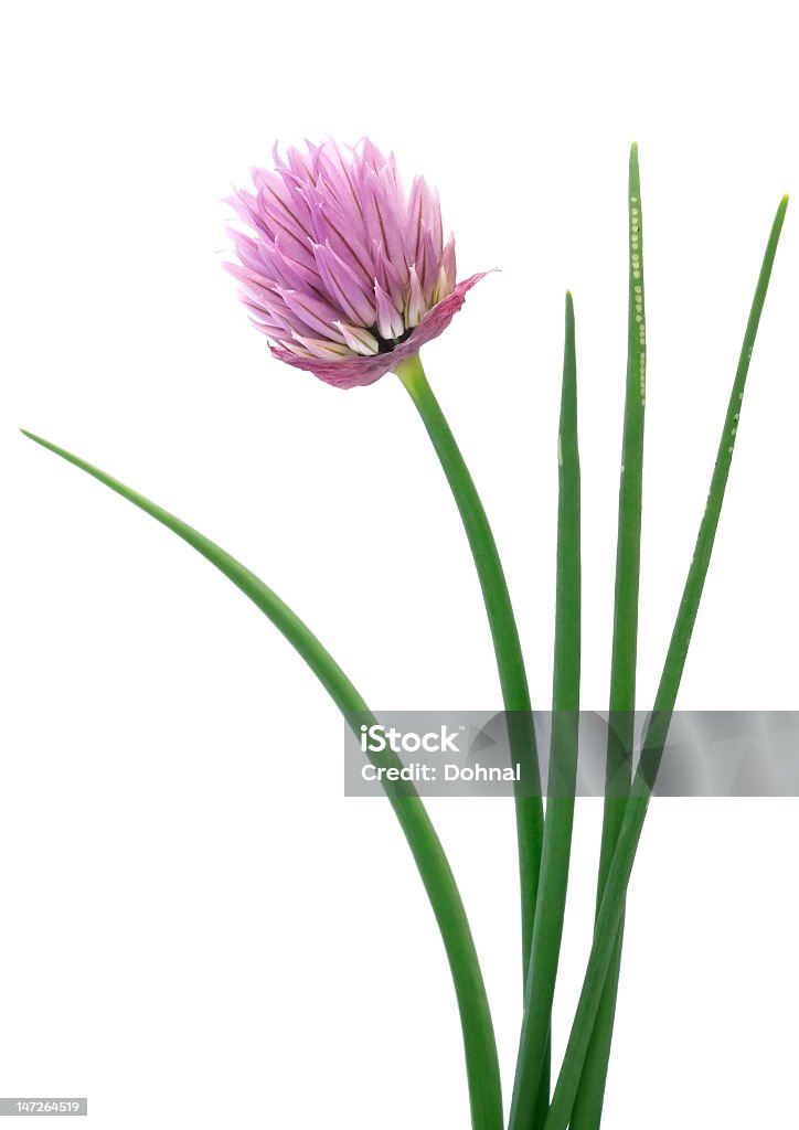 Chives-Allium schoenoprasum (ruta de trabajo - Foto de stock de Alimento libre de derechos