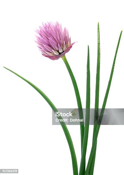 Foto de Cebolinhaallium Schoenoprasum Fluxo De Trabalho e mais fotos de stock de Caule - Caule, Cebolinha-Capim - Família das cebolas, Colorido