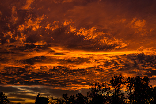 Yellow gold sky evening. Dramatic colourful sky at sunset with silhouette of evergreen trees in the foreground. Bright epic sky.