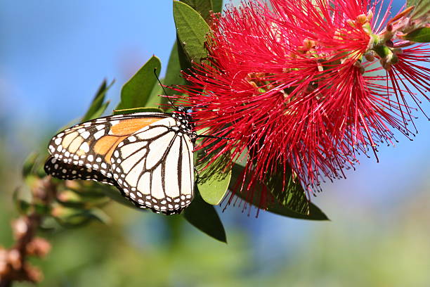 Monarch-Schmetterling auf Blume mit blauem Himmel – Foto