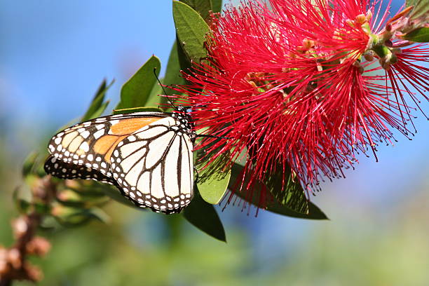 istock Monarch butterfly on flower with blue sky 147264640