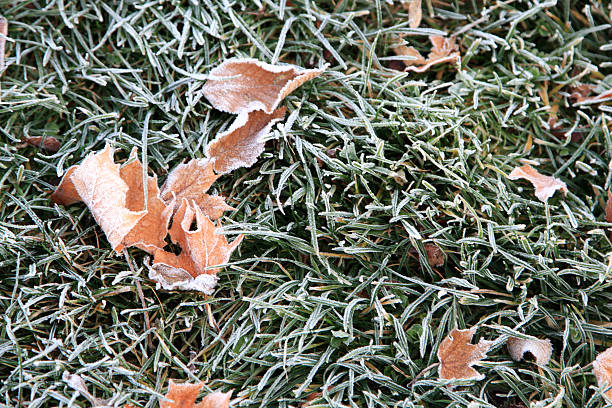 Frozen Grass Background stock photo