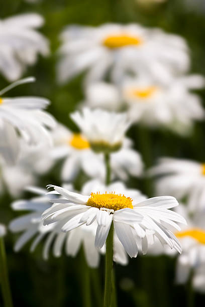 Beautiful chamomile in a flowers field stock photo