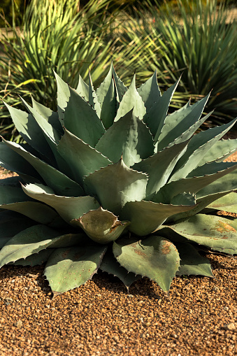 Arid growing and drought resistant agave plant.  Agave Ovatifolia
