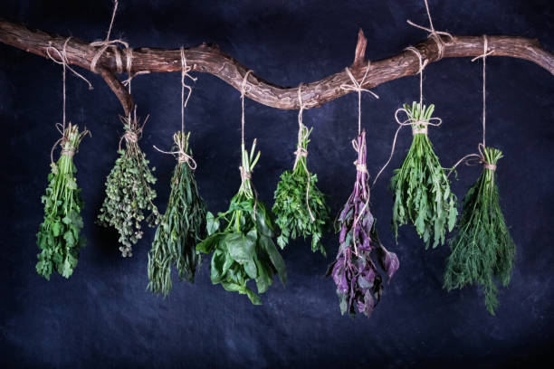 hanging bunches of variety edible fresh herbs on a curved wooden crossbar - tarragon close up herb bunch imagens e fotografias de stock