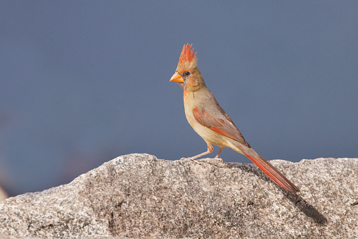 Female Cardinal on rock with blue background
